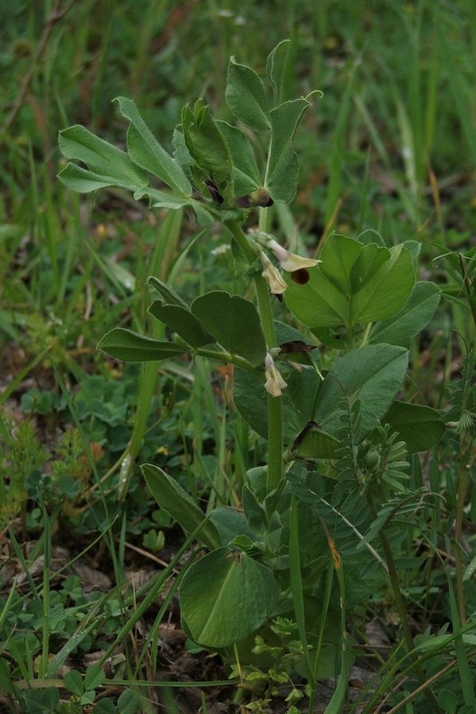 Image of Vicia narbonensis specimen.