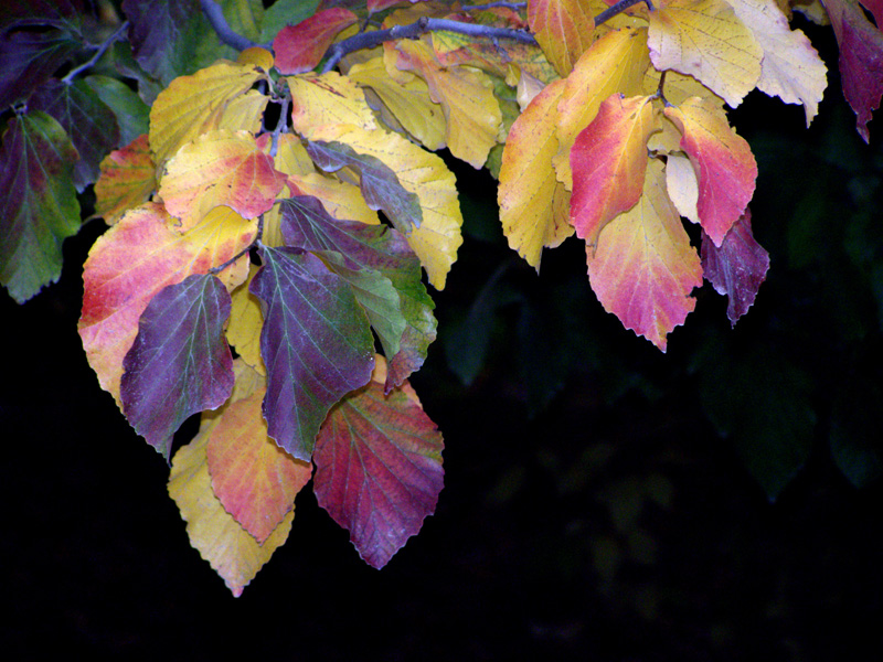 Изображение особи Parrotia persica.