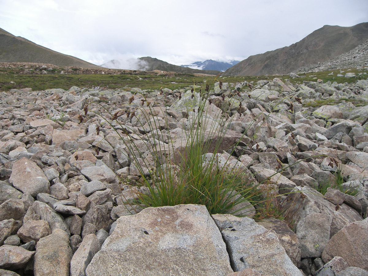 Image of Carex medwedewii specimen.