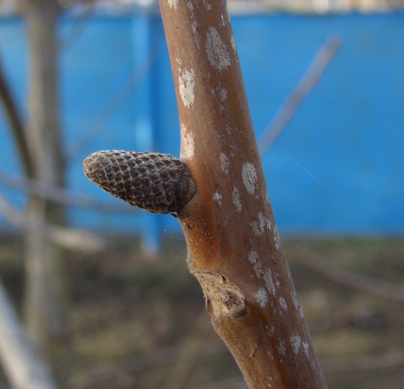 Image of Juglans regia specimen.