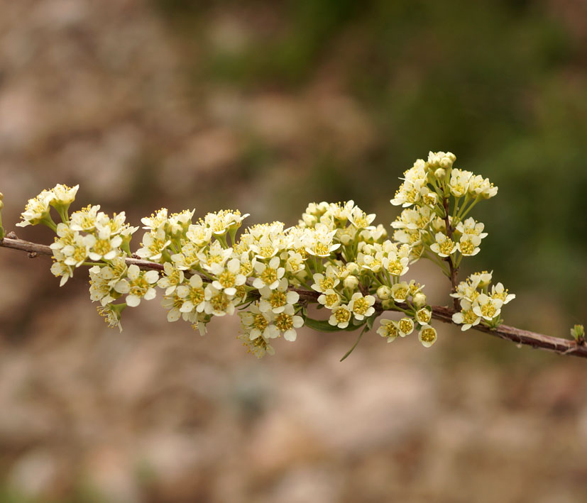 Изображение особи Spiraea hypericifolia.