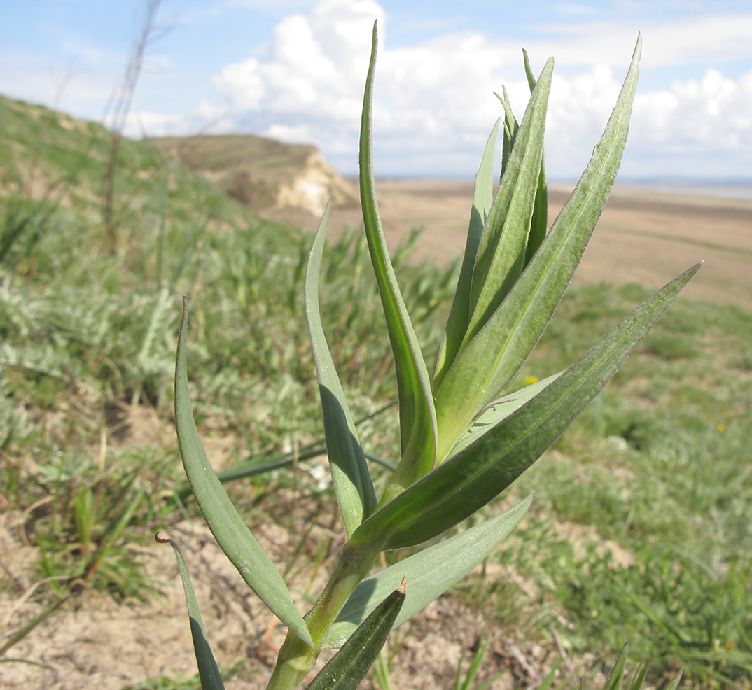 Image of Gypsophila paniculata specimen.