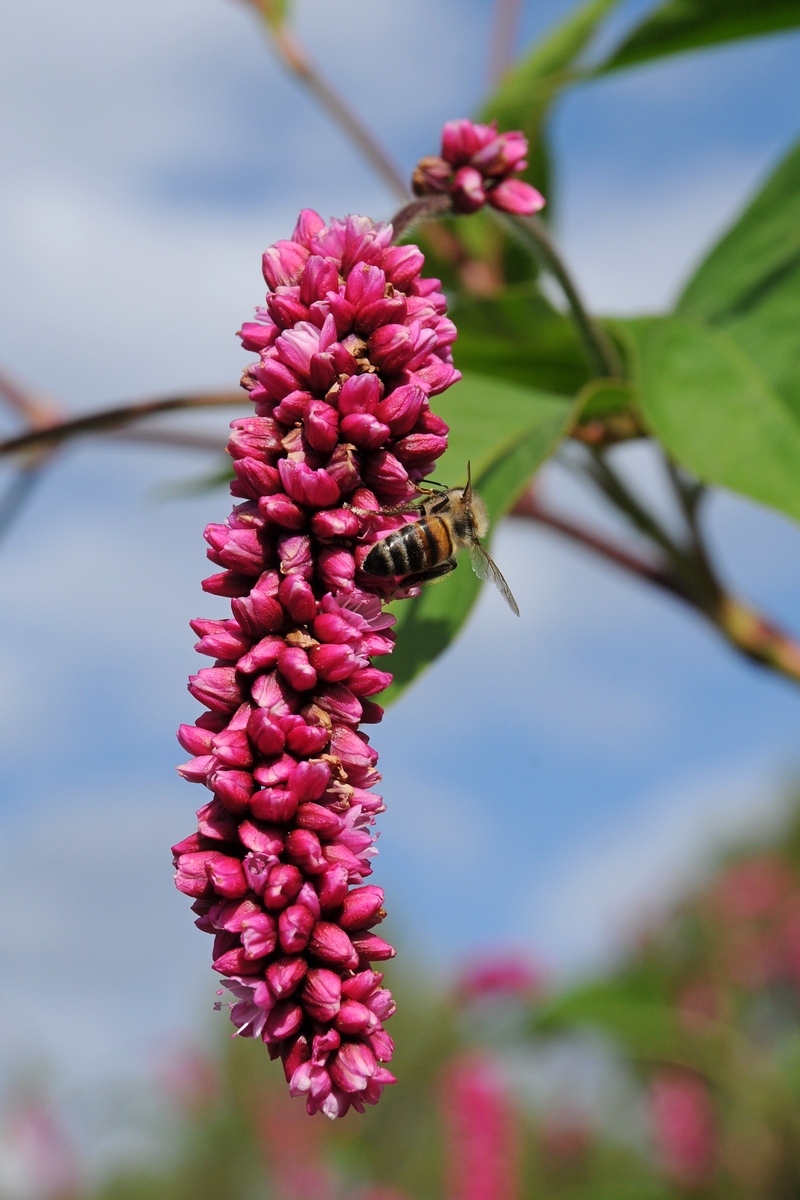 Image of Persicaria orientalis specimen.