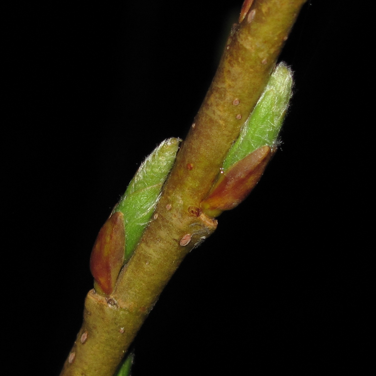 Image of Salix triandra specimen.