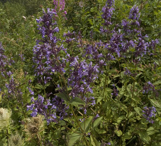 Изображение особи Nepeta grandiflora.