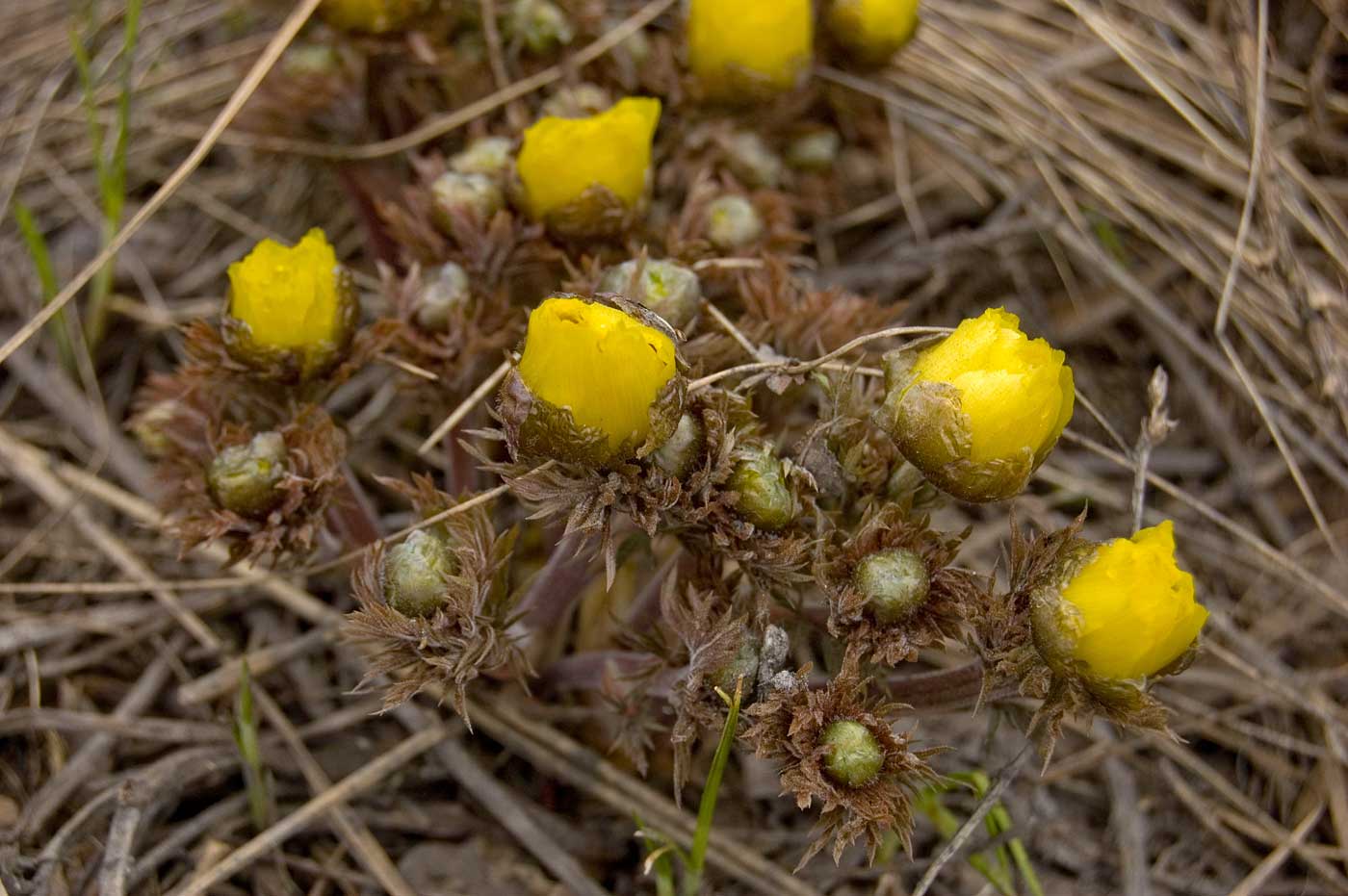 Image of Adonis volgensis specimen.