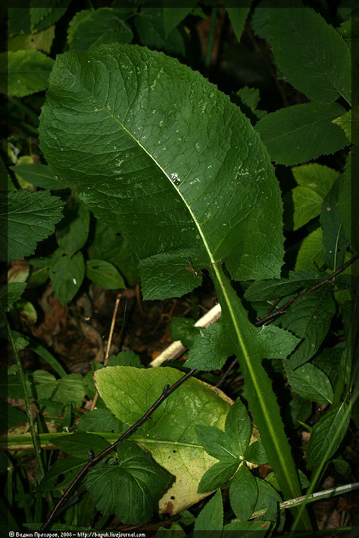 Image of Cicerbita uralensis specimen.