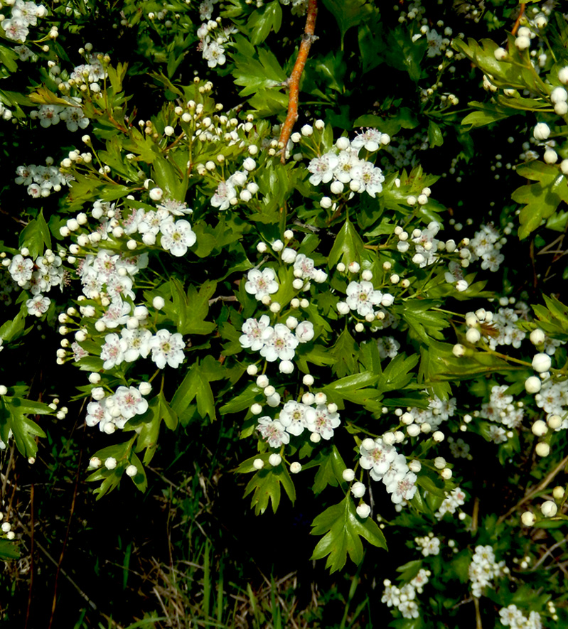 Изображение особи Crataegus rhipidophylla.