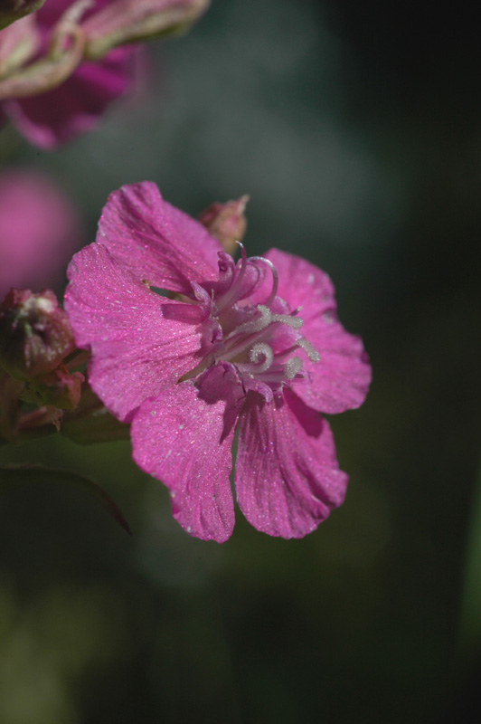 Изображение особи Viscaria vulgaris.