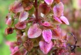 Rumex pseudonatronatus