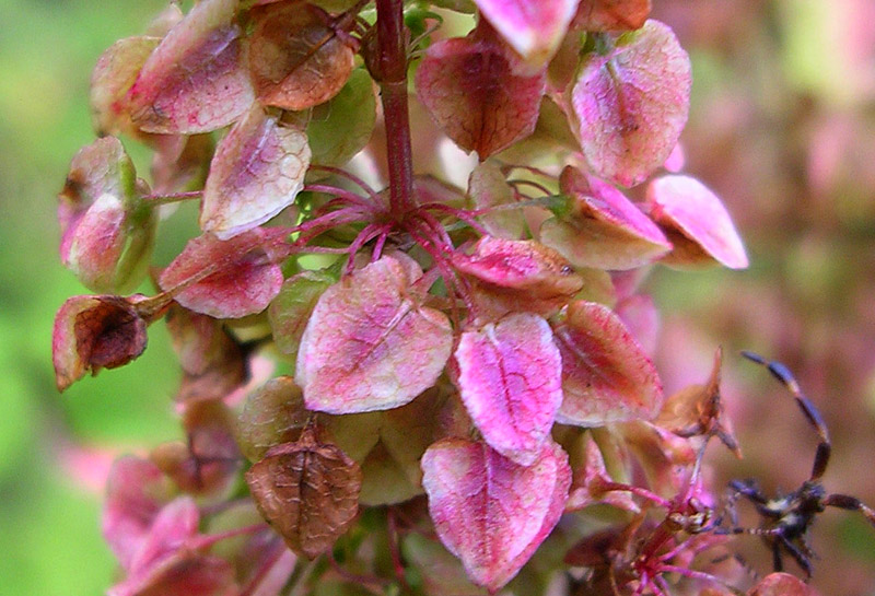 Image of Rumex pseudonatronatus specimen.