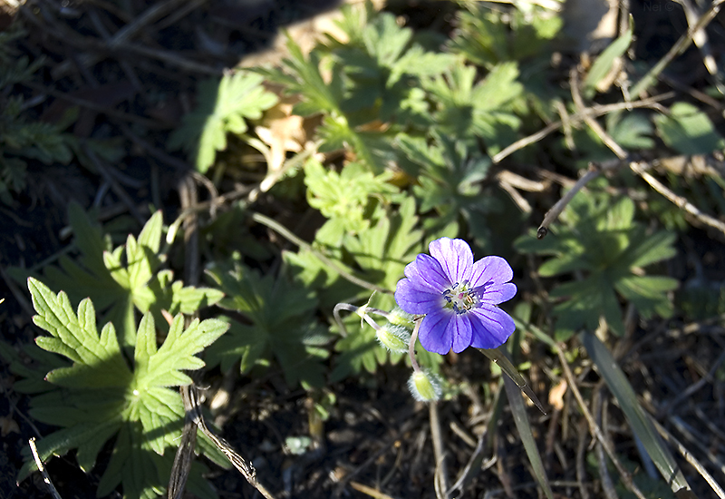 Image of Geranium pseudosibiricum specimen.