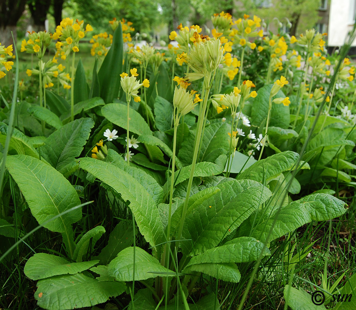 Image of Primula macrocalyx specimen.