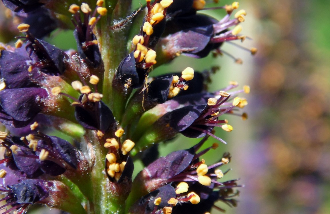 Изображение особи Amorpha fruticosa.