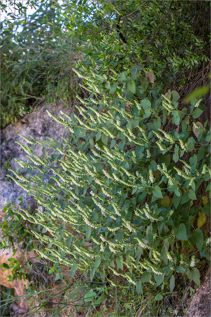 Image of Scutellaria sieberi specimen.