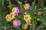 Lantana camara