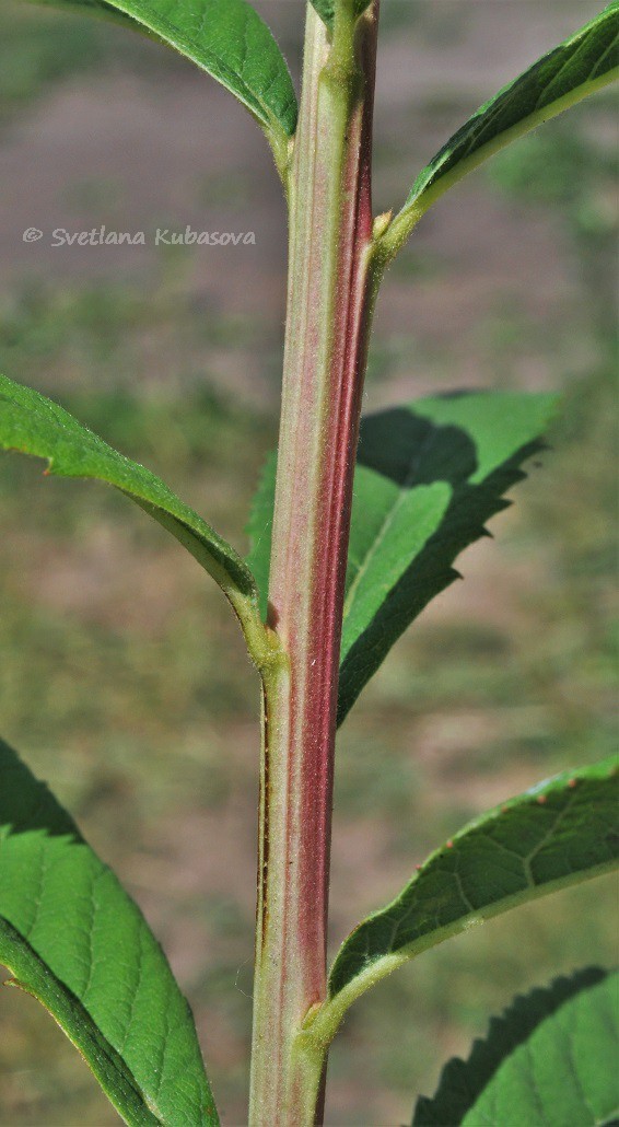 Image of Spiraea &times; billardii specimen.