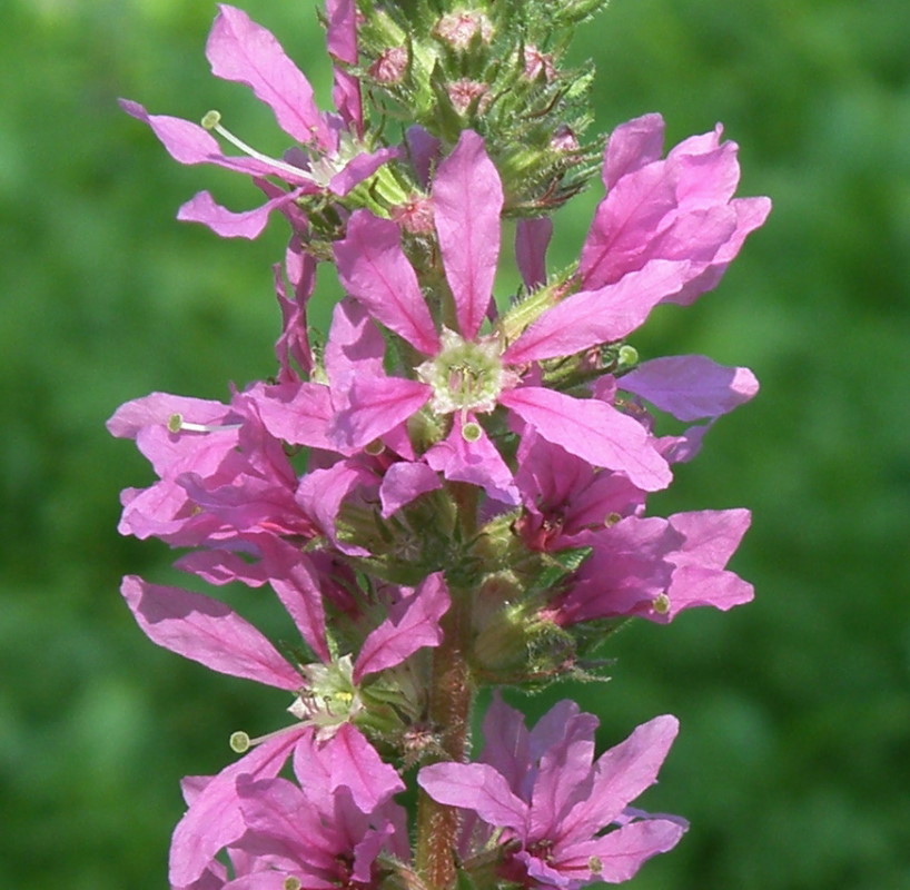 Image of Lythrum salicaria specimen.