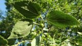 Celtis glabrata