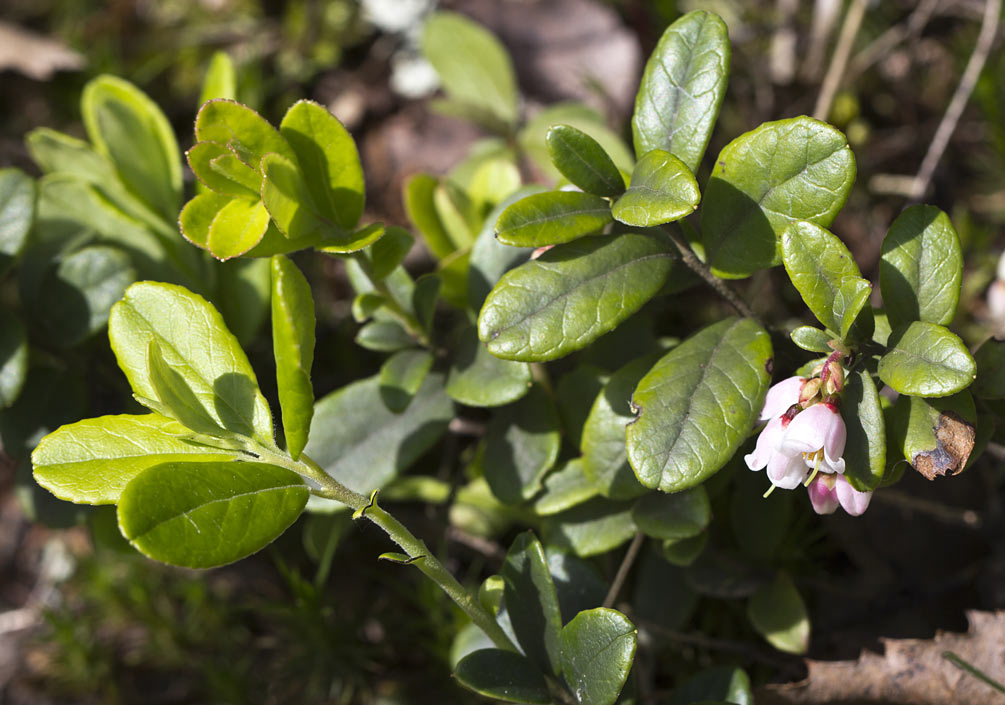 Изображение особи Vaccinium vitis-idaea.