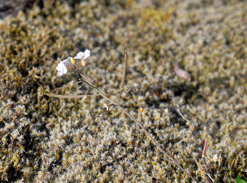 Изображение особи Arabidopsis petraea.