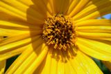 Helianthus tuberosus. Центральная часть соцветия. Республика Адыгея, г. Майкоп, западная окраина города, степной участок. 08.10.2016.