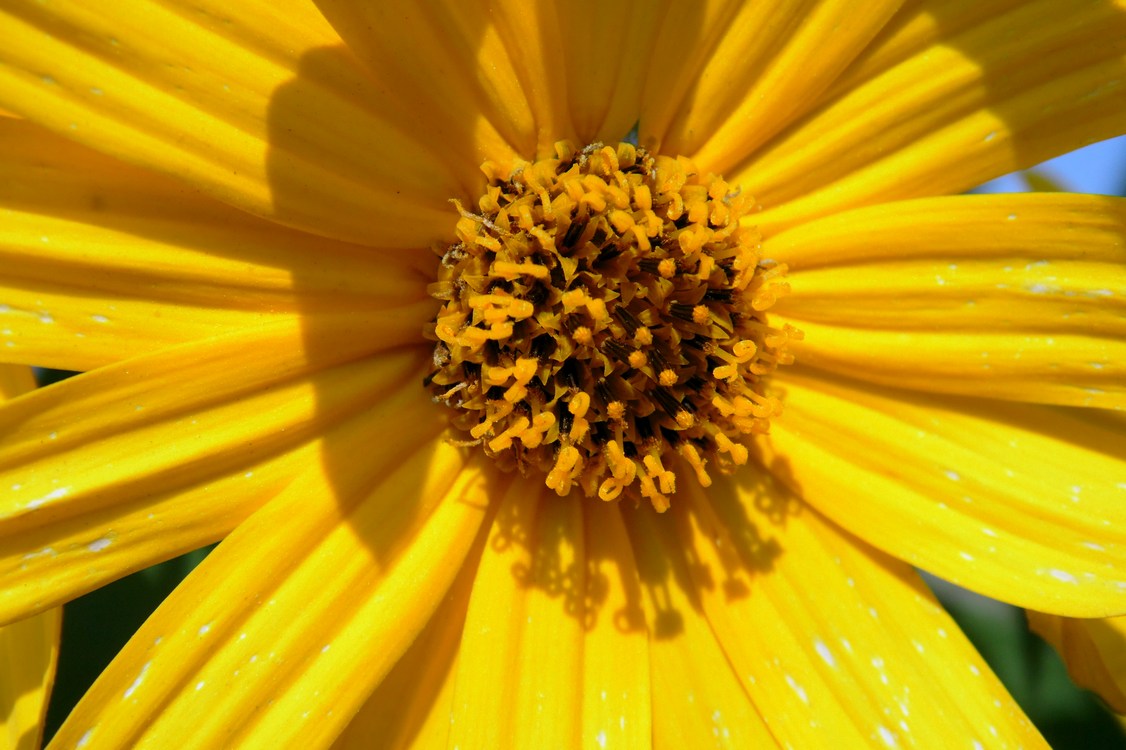 Изображение особи Helianthus tuberosus.