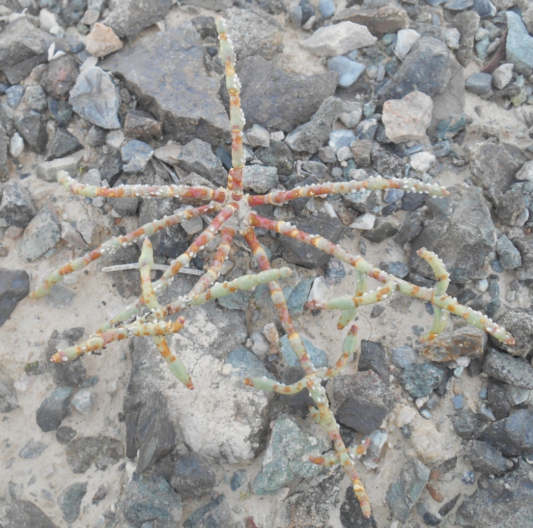 Image of genus Anabasis specimen.