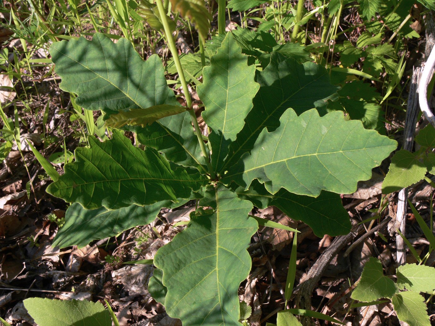 Изображение особи Quercus mongolica.