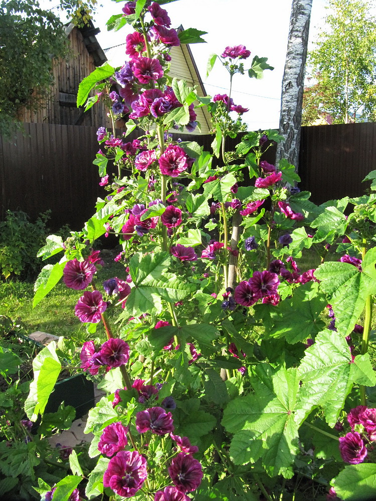 Image of Malva mauritiana specimen.