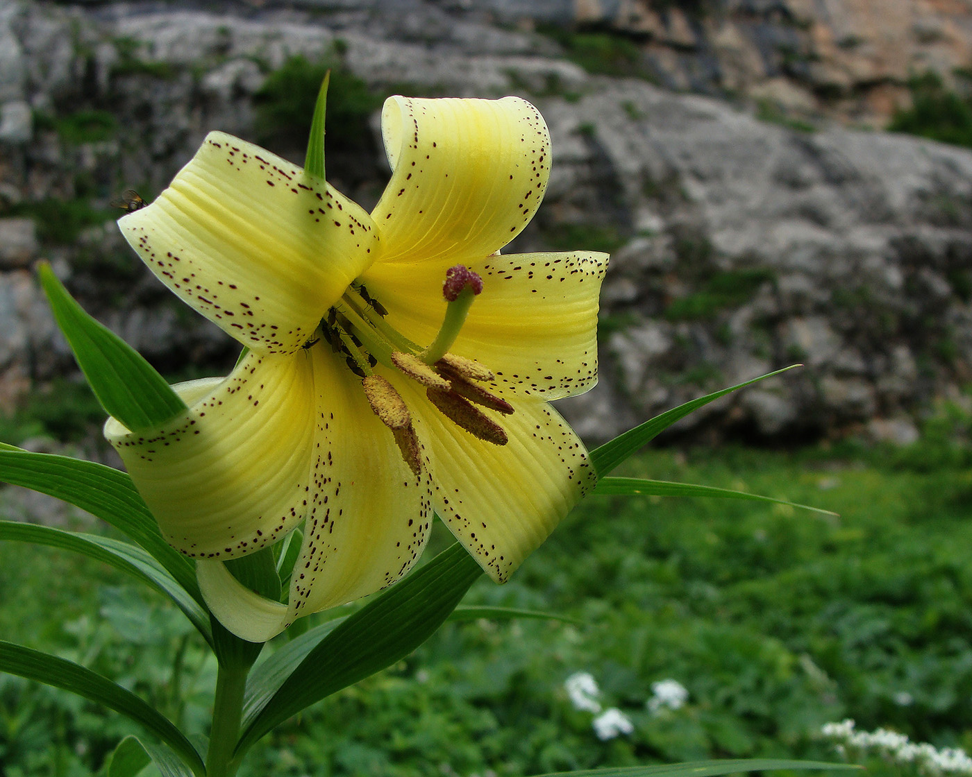 Image of Lilium kesselringianum specimen.