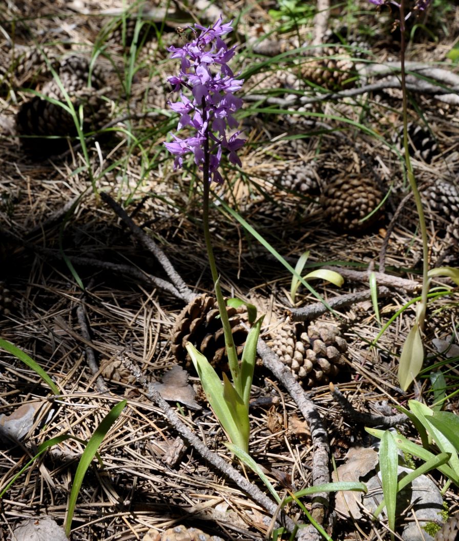 Изображение особи Orchis mascula.