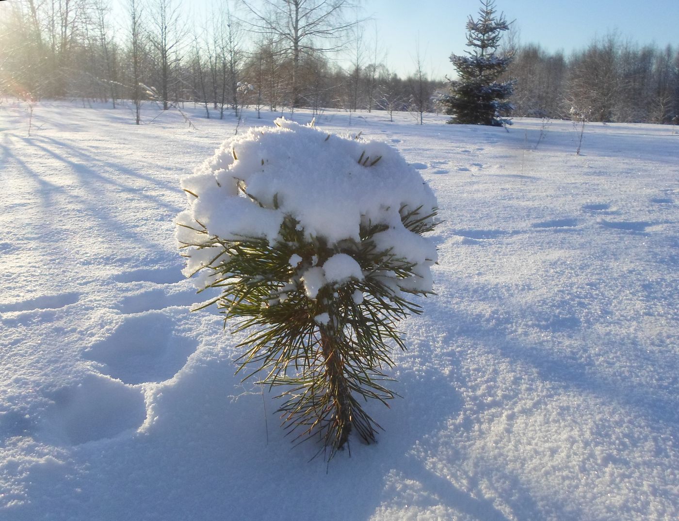 Image of Pinus sylvestris specimen.