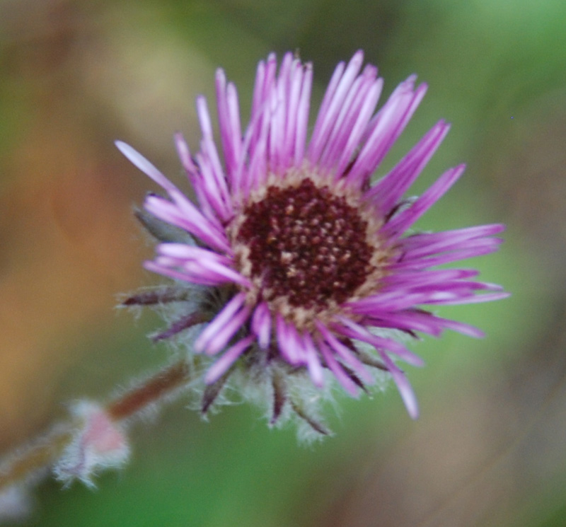 Изображение особи Erigeron uniflorus.