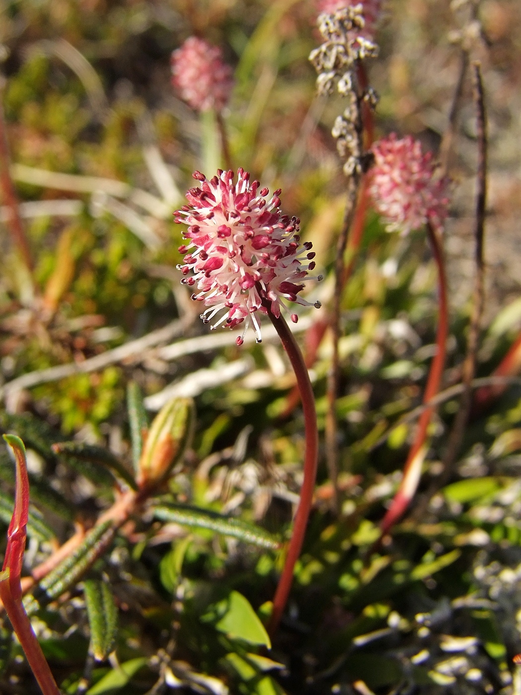 Image of Tofieldia coccinea specimen.