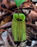 Nepenthes ampullaria