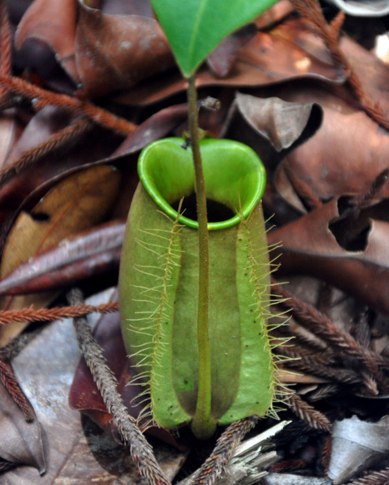 Image of Nepenthes ampullaria specimen.