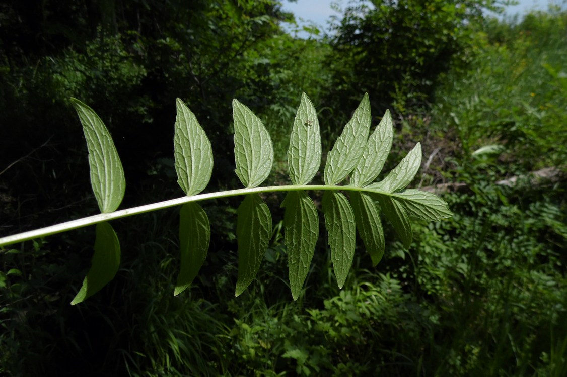 Изображение особи Valeriana officinalis.