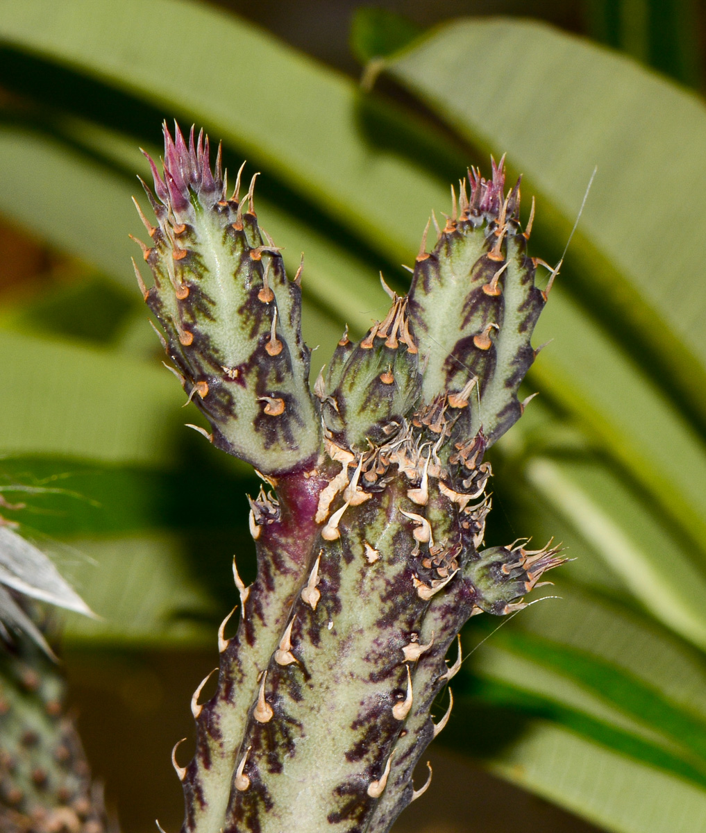 Image of Kleinia stapeliiformis specimen.