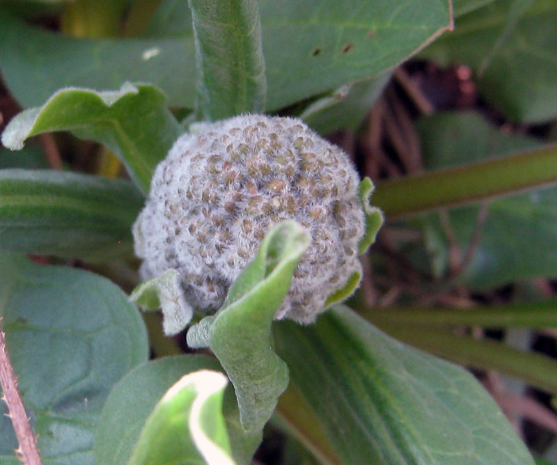 Image of Solenanthus circinnatus specimen.