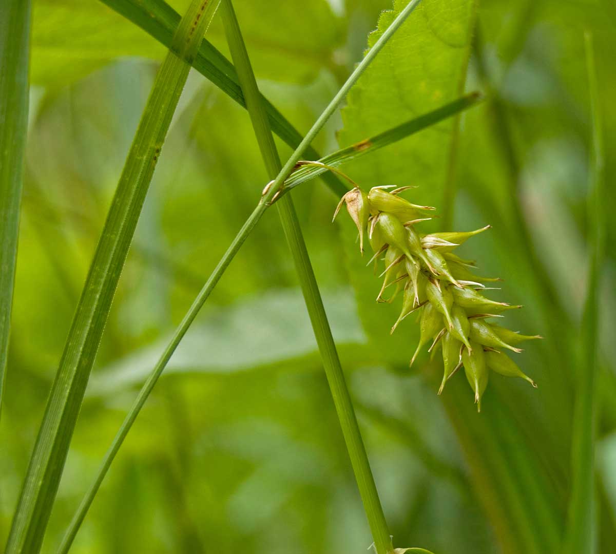 Изображение особи Carex vesicaria.