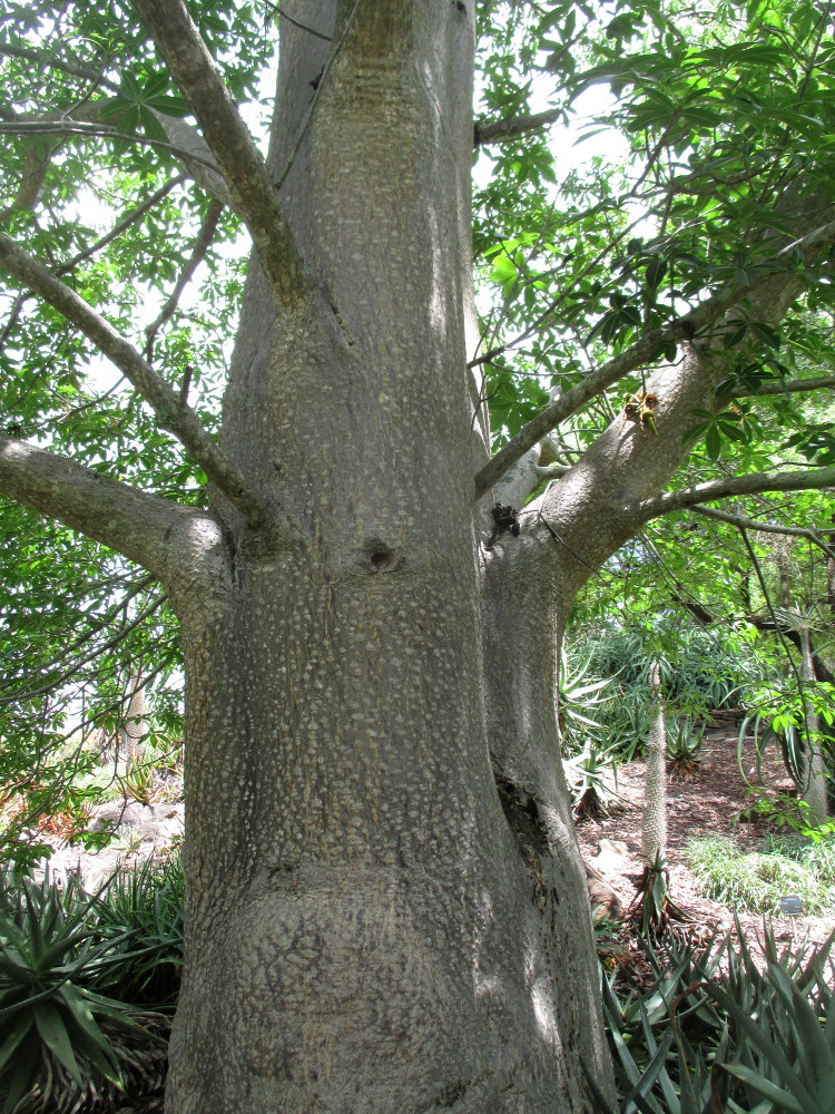 Image of Adansonia madagascariensis specimen.