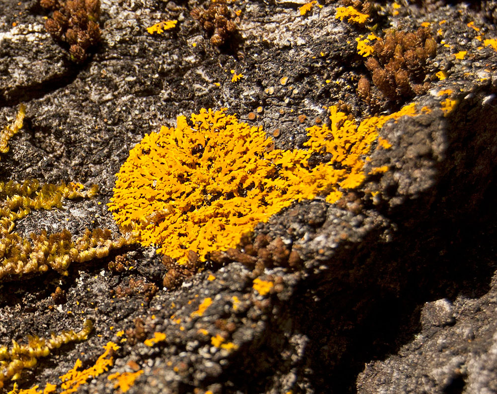 Image of genus Xanthoria specimen.