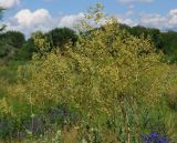 Thalictrum appendiculatum