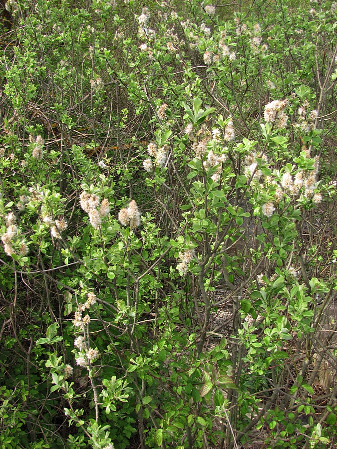 Image of Salix cinerea specimen.