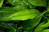 Cirsium heterophyllum. Листья. Северный Урал, Пермский край, правый берег р. Язьва выше с. Верх-Язьва, у лесной грунтовой дороги. 19 августа 2017 г.