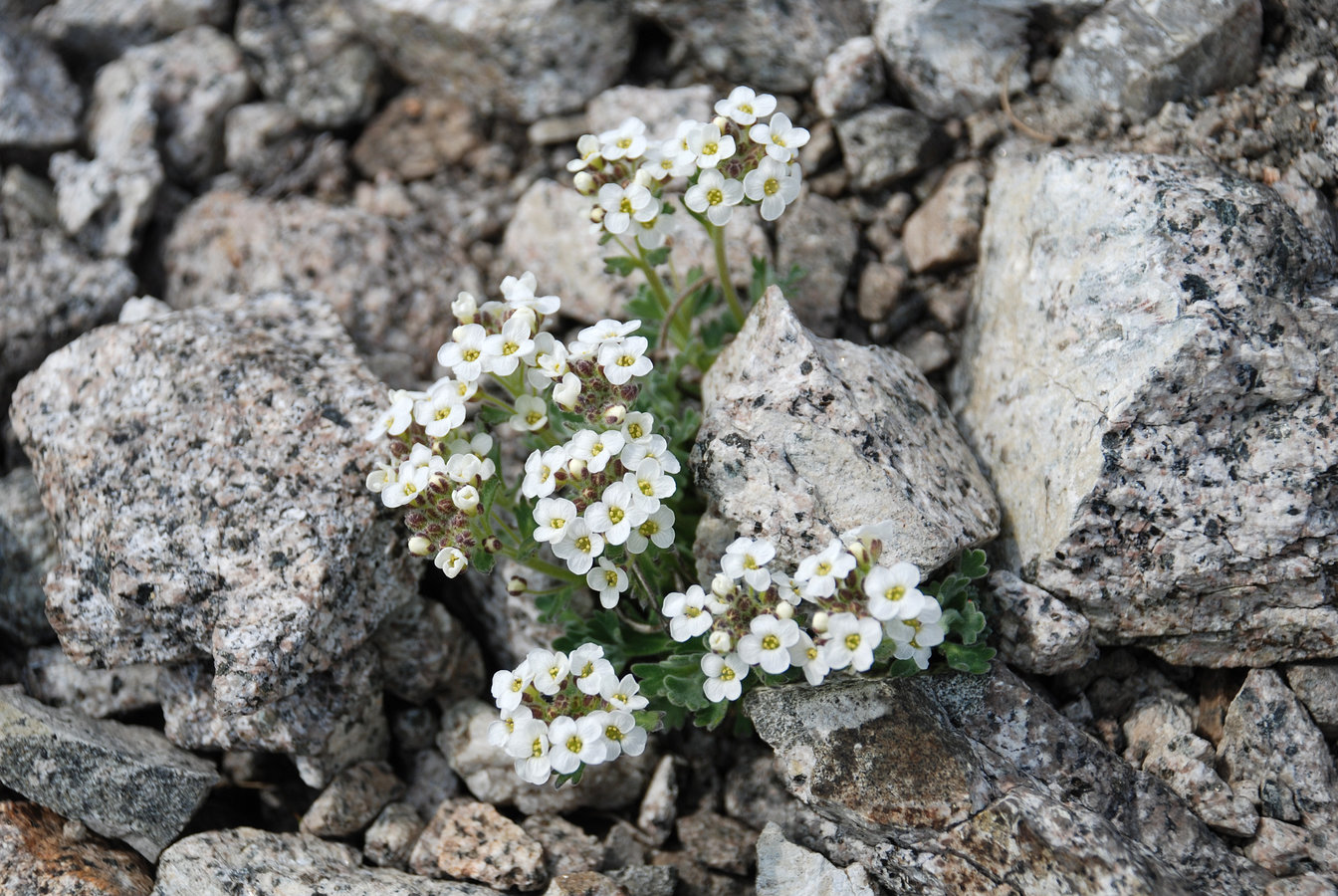 Image of Ermania parryoides specimen.