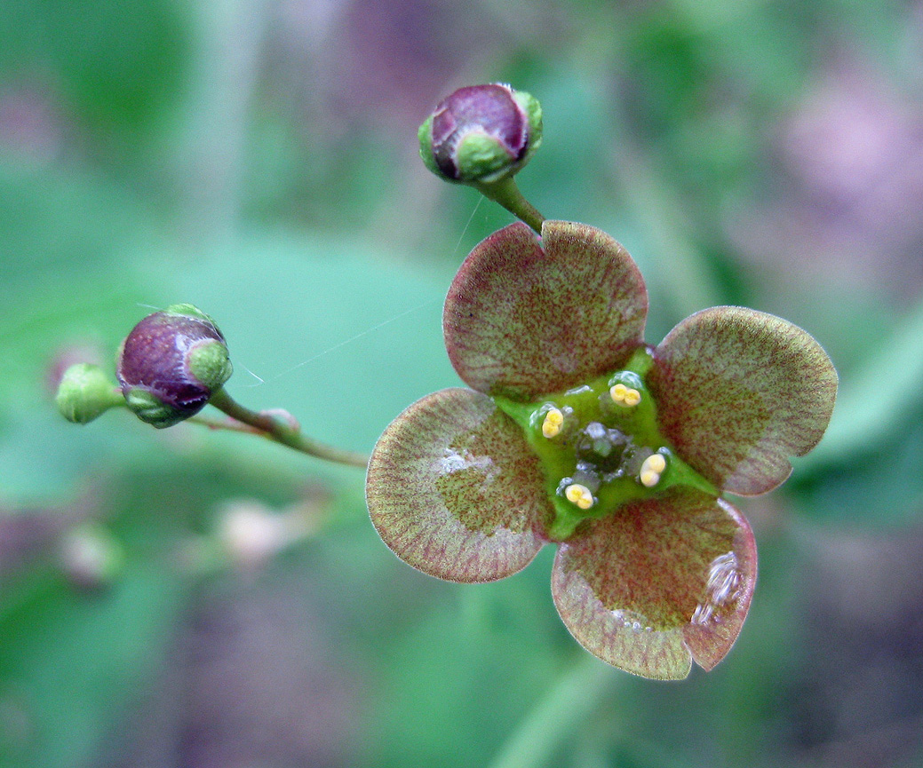 Image of Euonymus verrucosus specimen.