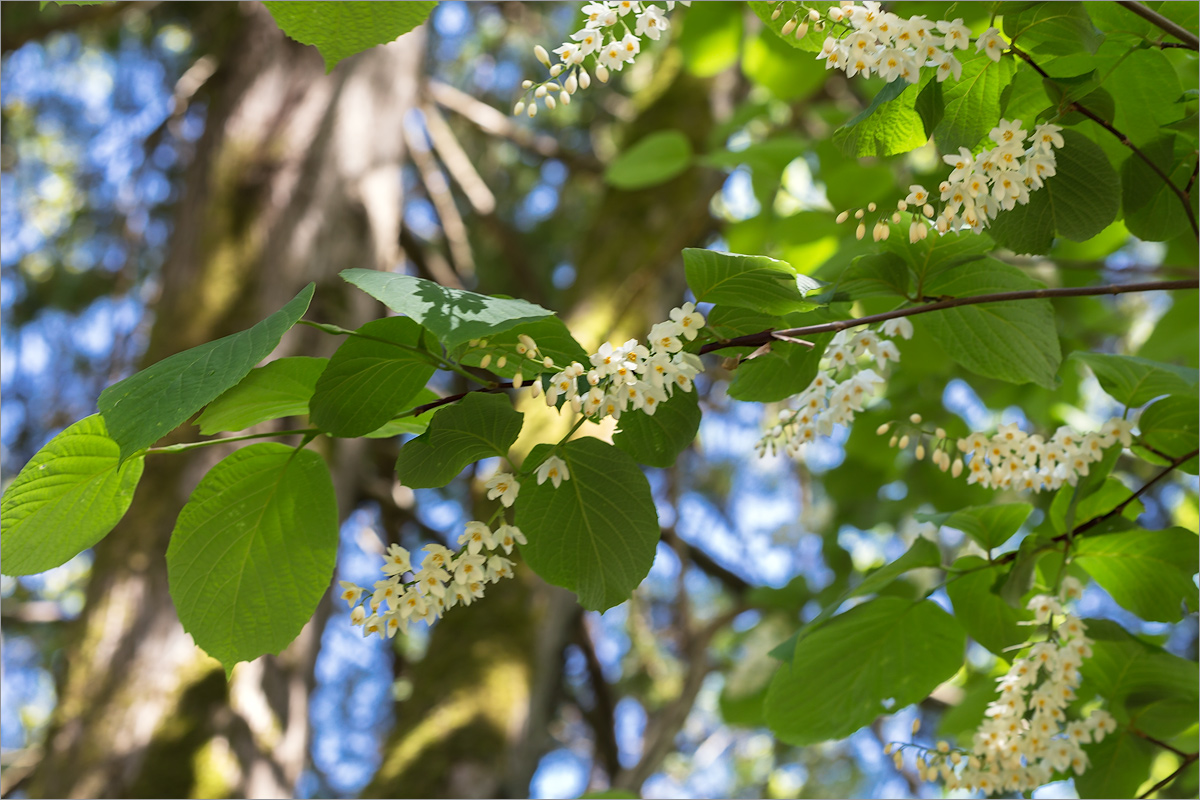 Image of Styrax obassia specimen.