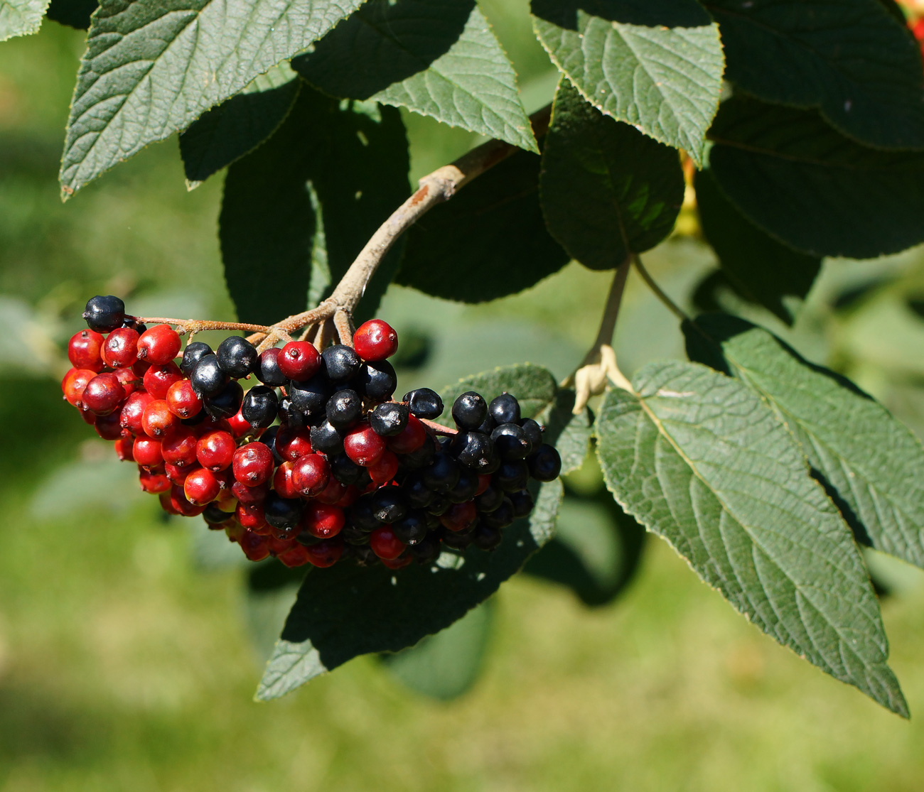 Image of Viburnum lantana specimen.